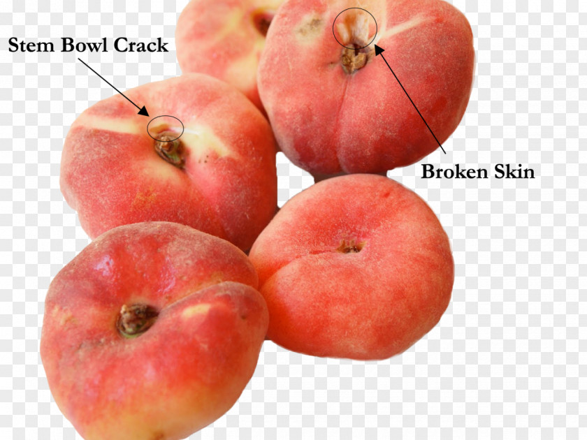 Nectarine Food Saturn Peach Fruit Raspberry PNG