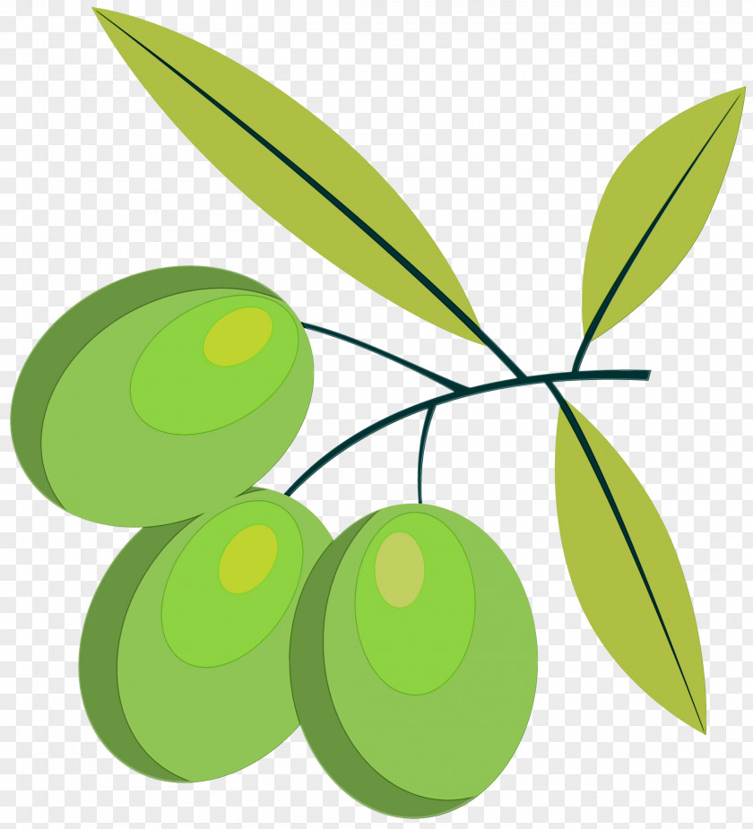 Plant Stem Fruit Leaf Green Olive Tree PNG
