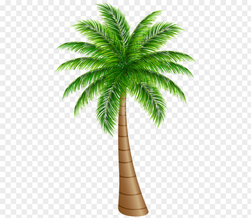 Tropics Houseplant Palm Tree Silhouette PNG