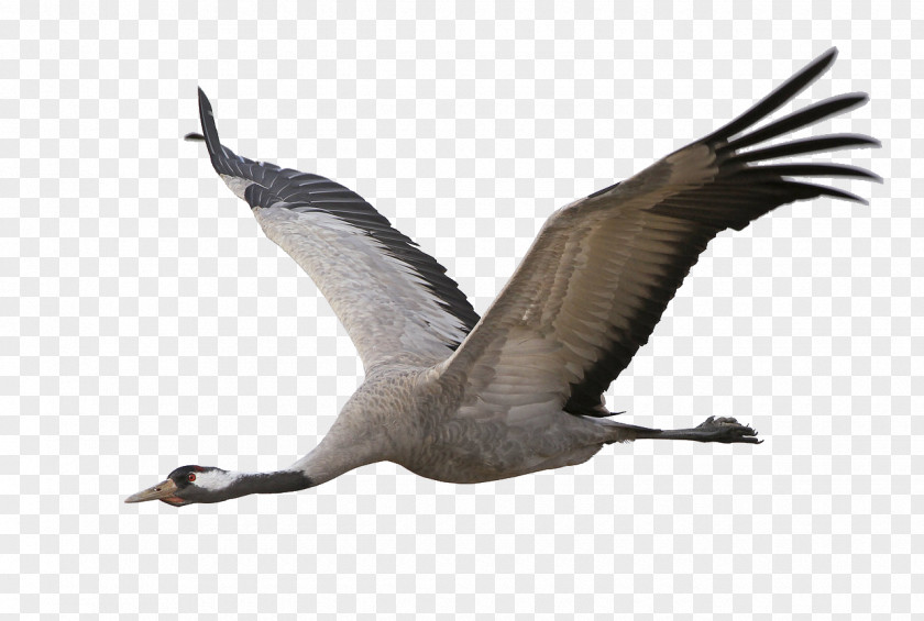 Aak Goose Bird Migration Feather Beak PNG