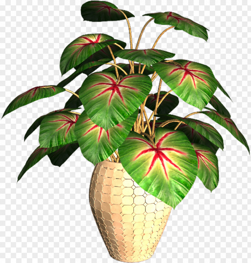 Exotic Plant GIF Image Animation Flower PNG