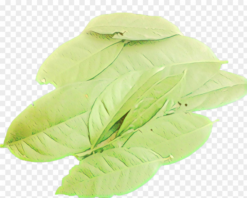 Fashion Accessory Glove Green Leaf Background PNG