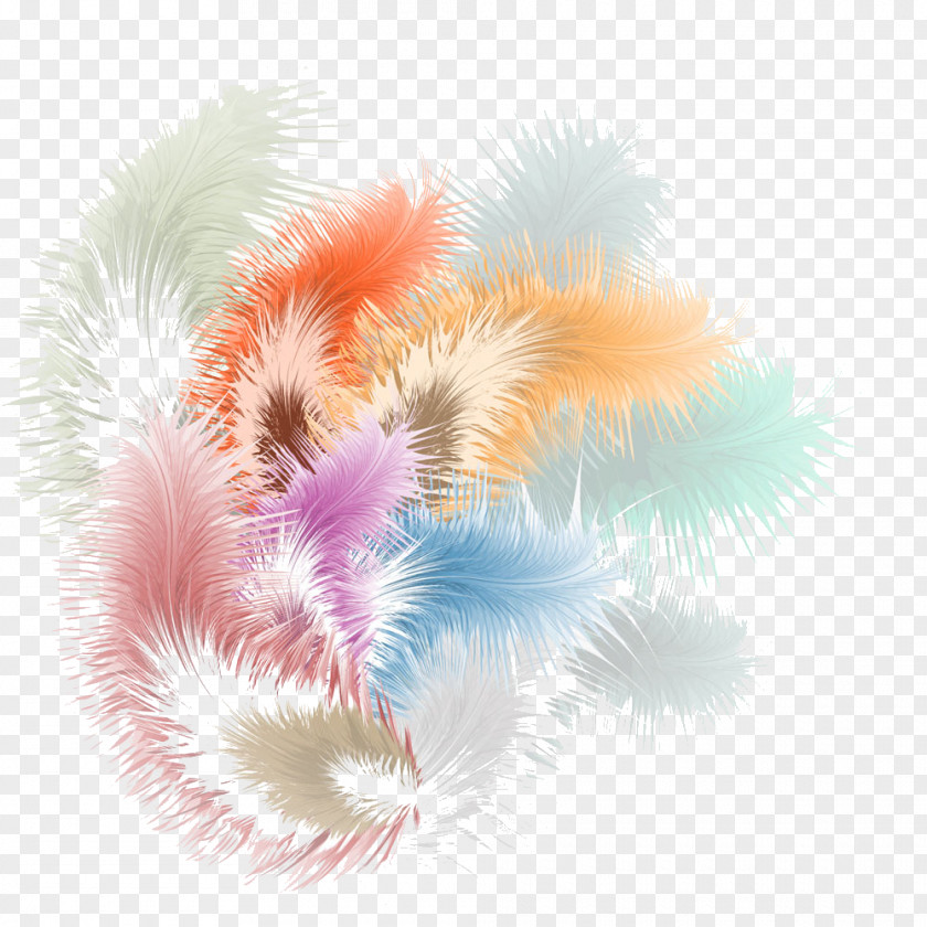 Feather Color Pink Illustration PNG