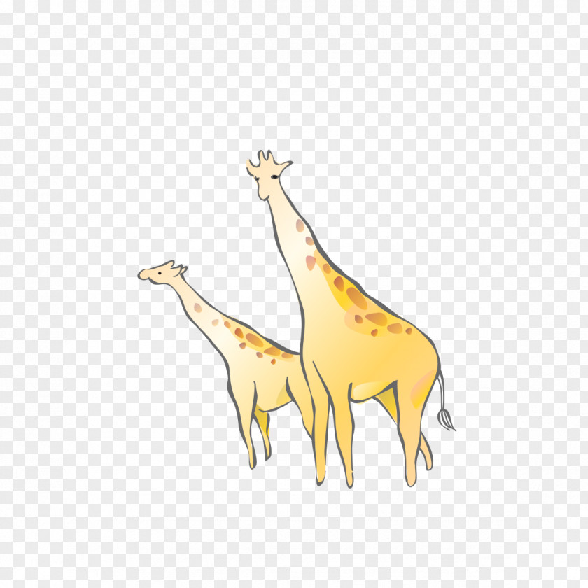 Giraffe Cartoon Northern Drawing PNG
