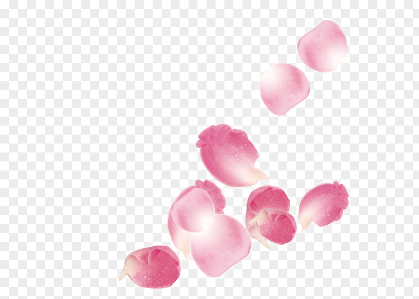 Pink Roses Falling Leaves Beach Rose Petal PNG