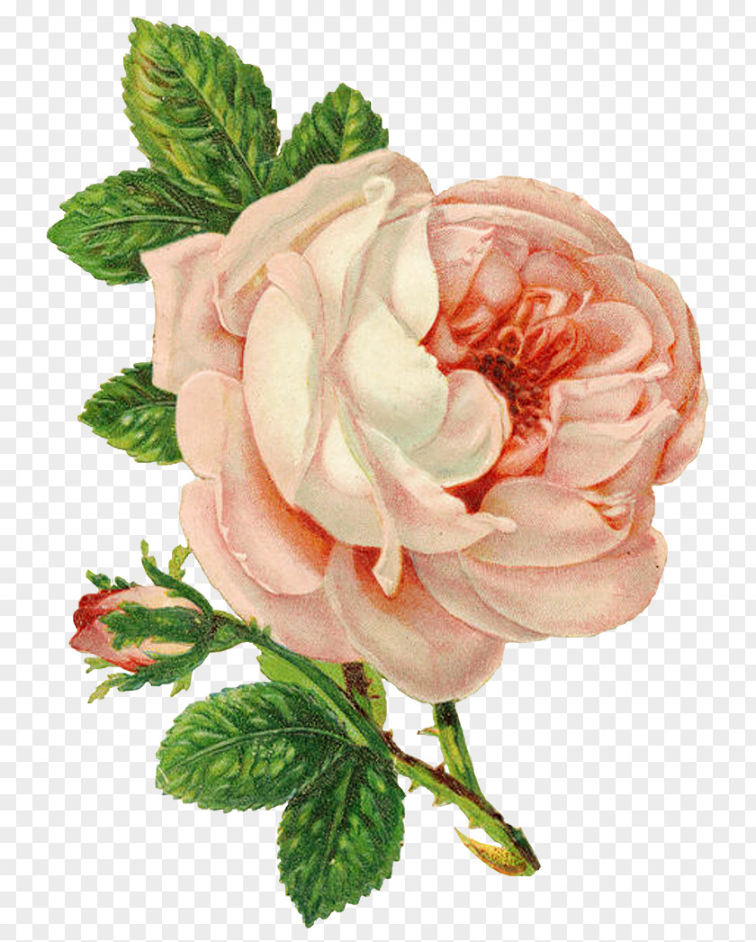 Pink Roses Rose Flower Drawing Clip Art PNG