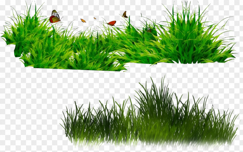 Soil Wheatgrass Grass Green Lawn Plant Family PNG