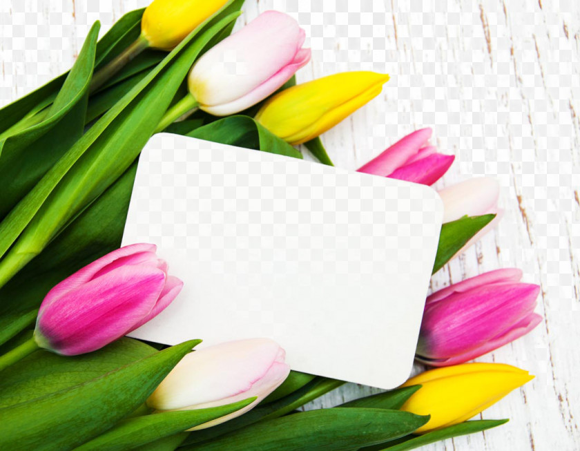 Beautiful Tulips And A Card Tulip Flower PNG