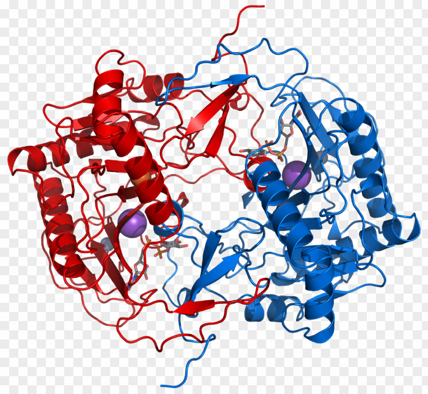 E Coli Cartoon Galactose-1-phosphate Uridylyltransferase Deficiency Galactosemia Galactose 1-phosphate PNG