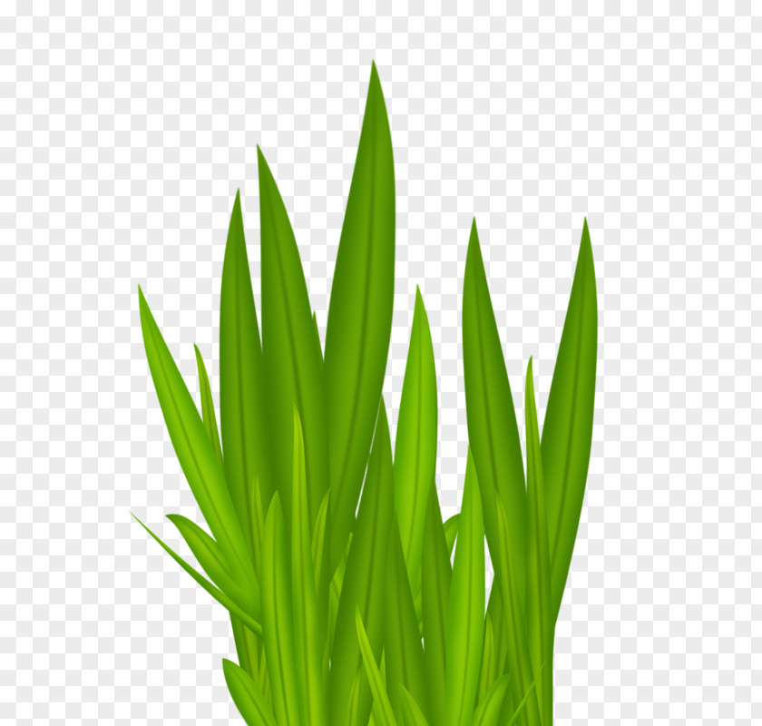 Green Grass Download Wallpaper PNG