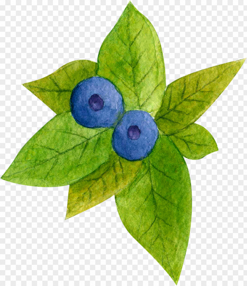Hand-painted Blueberry Green Leaves Tea PNG