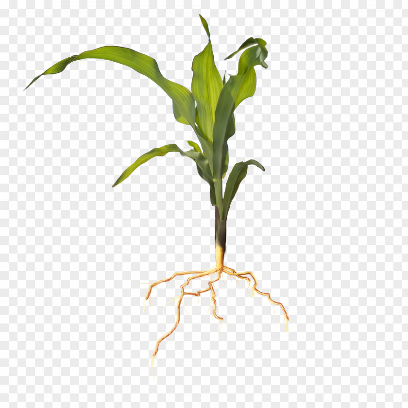 Maize Plant Leaf Root Seedling Soil Stem PNG