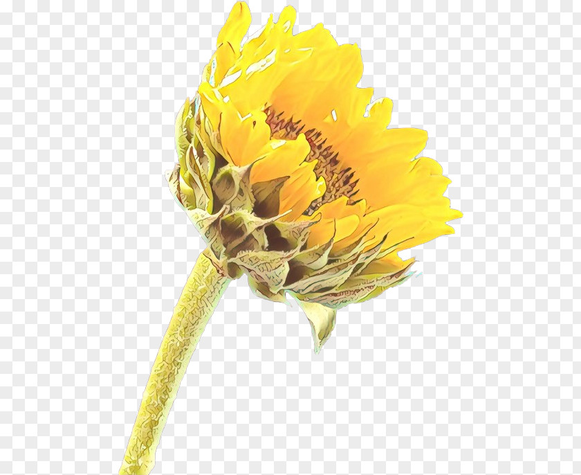 Common Sunflower Cut Flowers Rose Desktop Wallpaper PNG