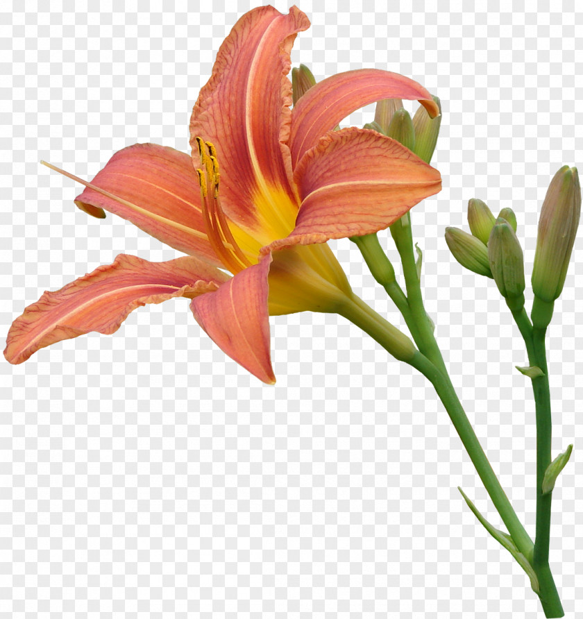 Lilium Transparency And Translucency Pink Flowers Clip Art PNG