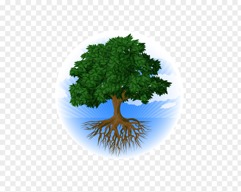 Tree Root Stock Photography Oak PNG