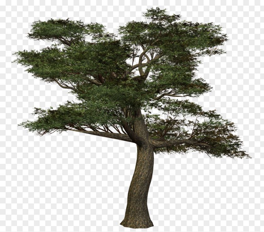 Tree Trunk Branch Woody Plant PNG