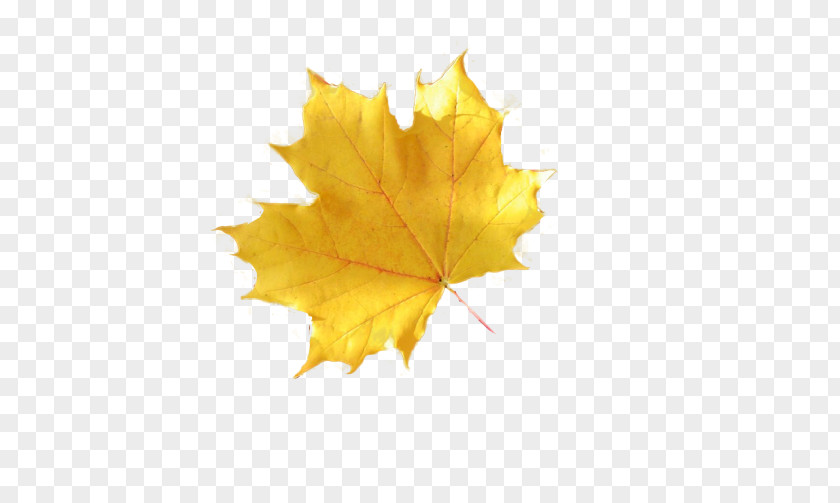 Alleviation Background Maple Leaf Autumn Leaves Image PNG