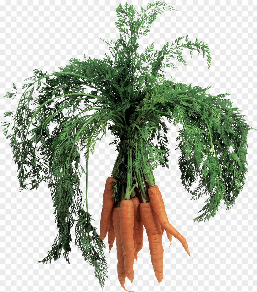 Carrot Image PNG