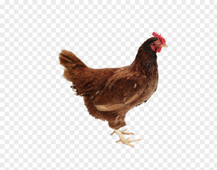 Chicken As Food GIF Poultry PNG