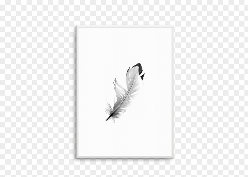 Floating Feather Tail White PNG
