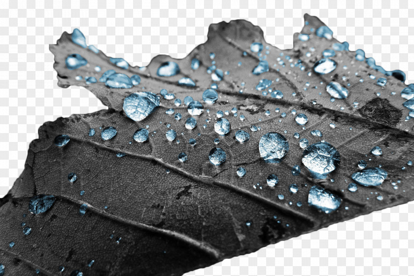 Leaves On The Blue Water Droplets Photography Drop Illustration PNG