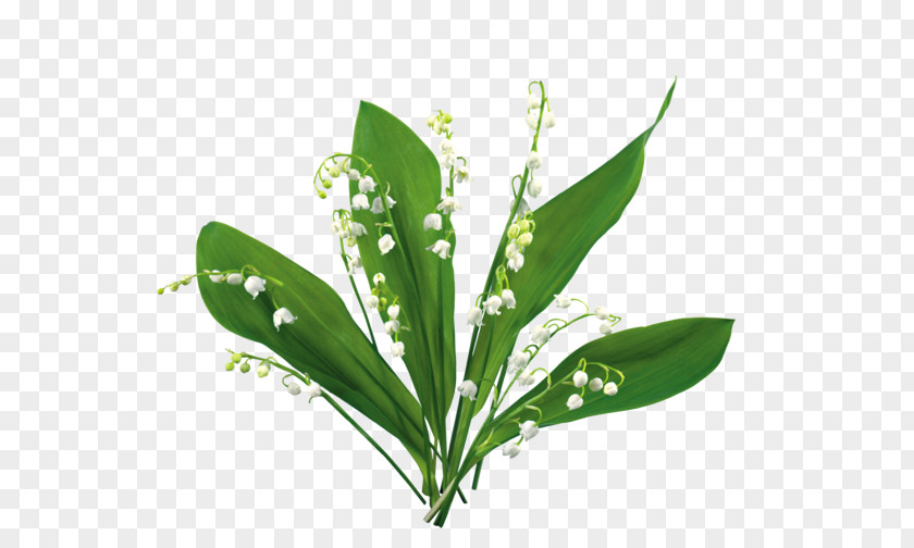 Lily Of The Valley Blog Clip Art PNG