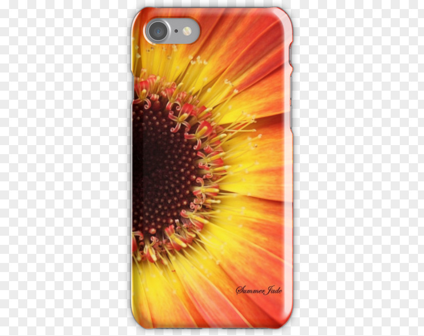 Orange Gerbera Common Sunflower Transvaal Daisy Mobile Phone Accessories Phones IPhone PNG