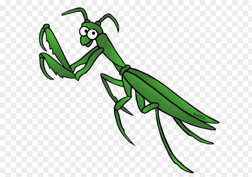 Southern Praying Mantis Clip Art PNG