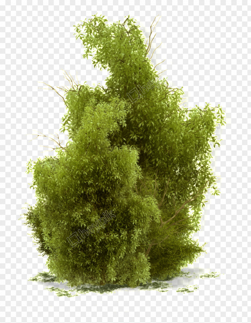 Tree Evergreen Shrubs Plants Clip Art PNG