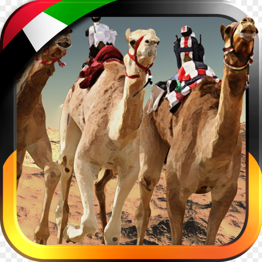 Camels UAE Camel Racing... Dromedary Race 3D United Arab Emirates PNG