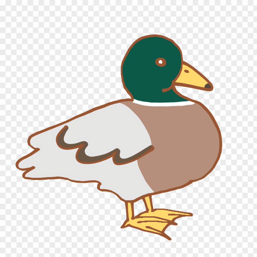 Duck Ducks Waterfowl Beak Cartoon PNG