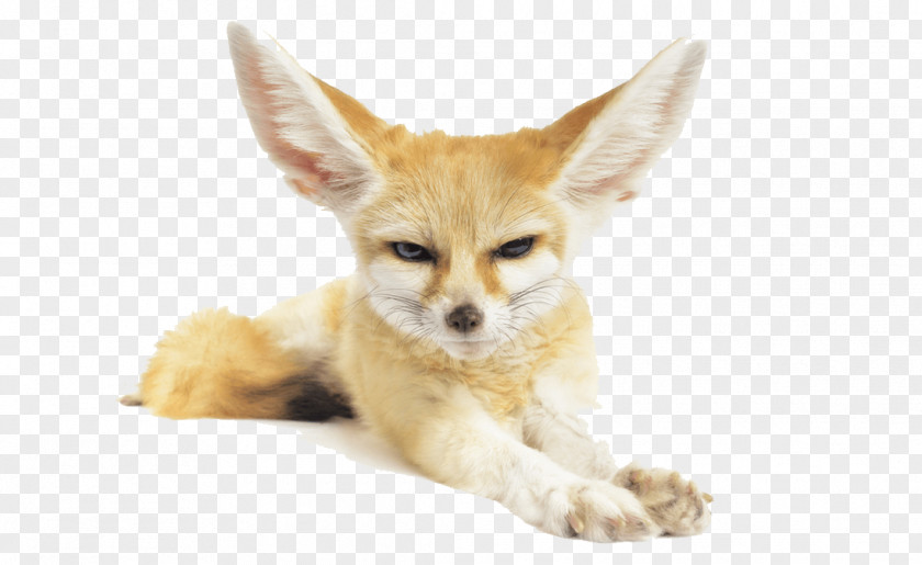 Fennec Fox Pic Sahara Stock Photography PNG