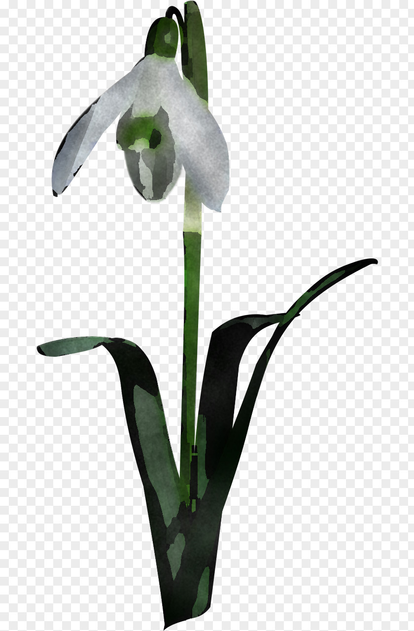 Flower Plant Snowdrop Galanthus Arum Family PNG