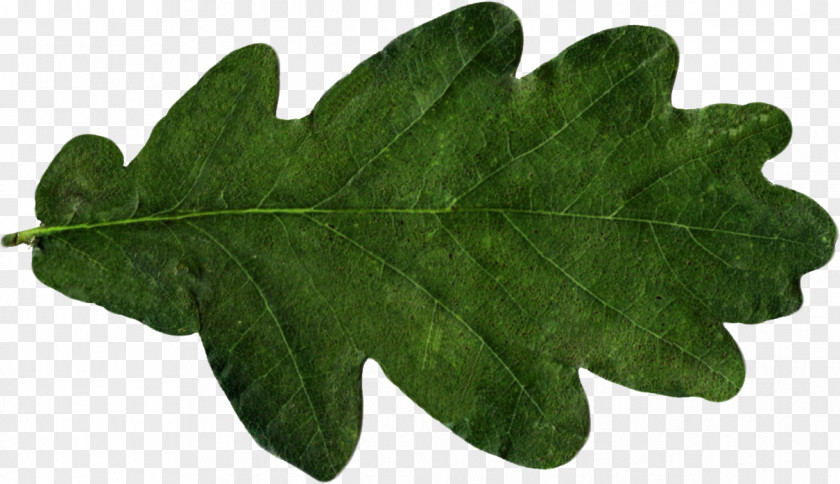 Leaf Oak Tree PNG