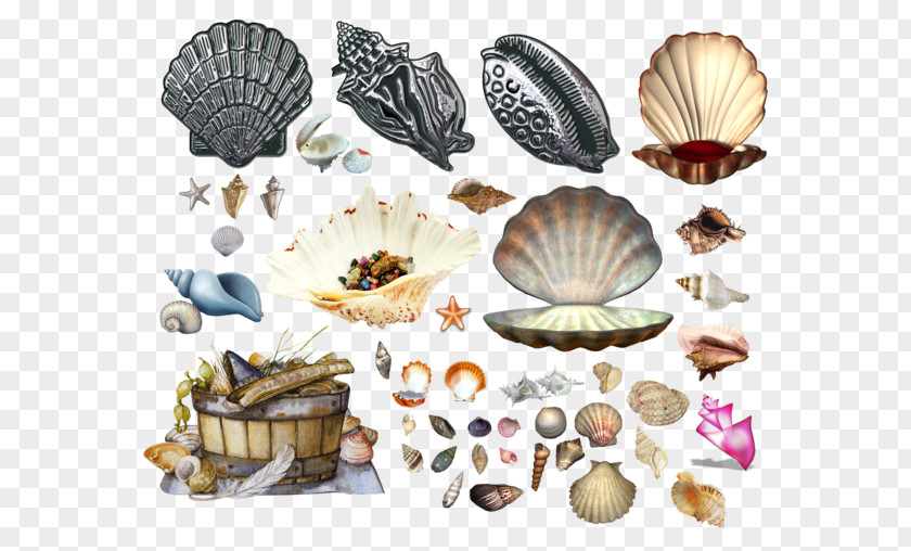 Seashell Cockle Molluscs Marine PNG