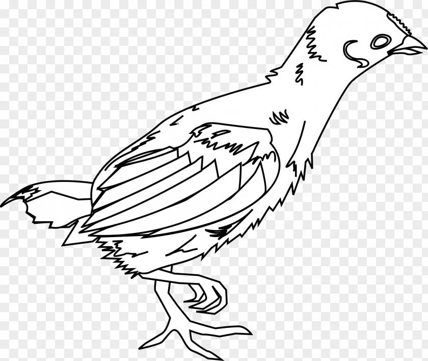 Chickens Clipart Chicken Kifaranga PNG