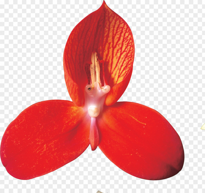 Euclidean Flower Petal Clip Art PNG