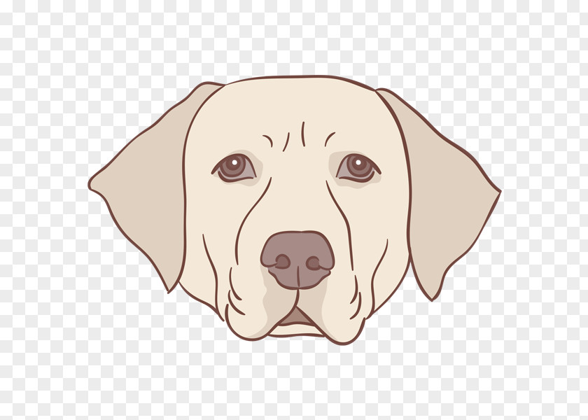 Puppy Labrador Retriever Drawing PNG