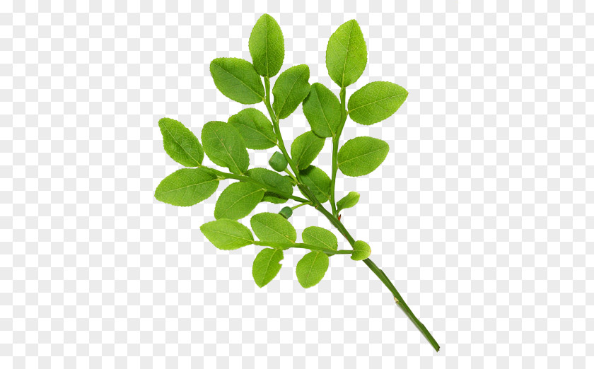 Real Leaves Green Tea Leaf Tree PNG