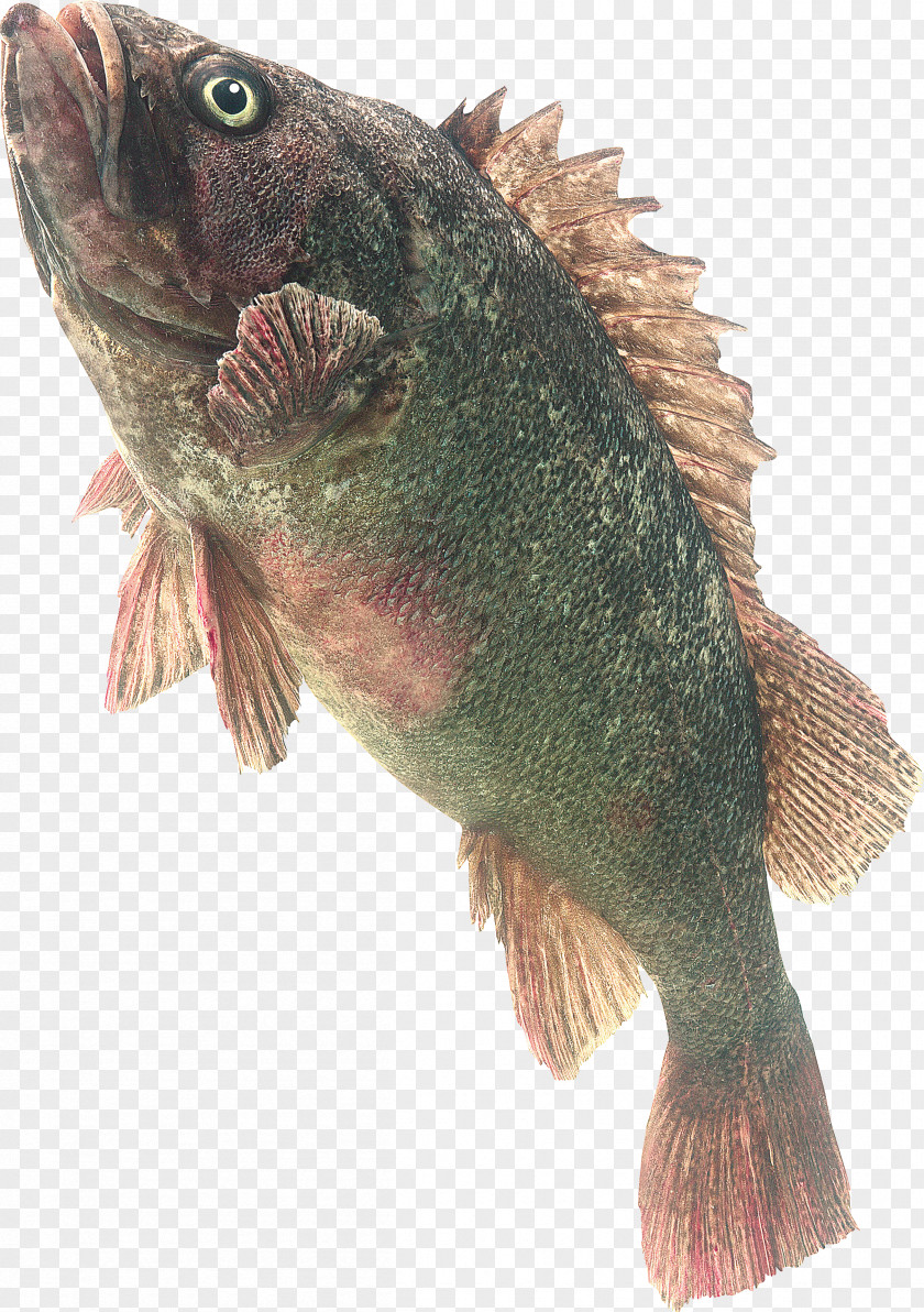 Sea Fish Tilapia Freshwater Clip Art PNG