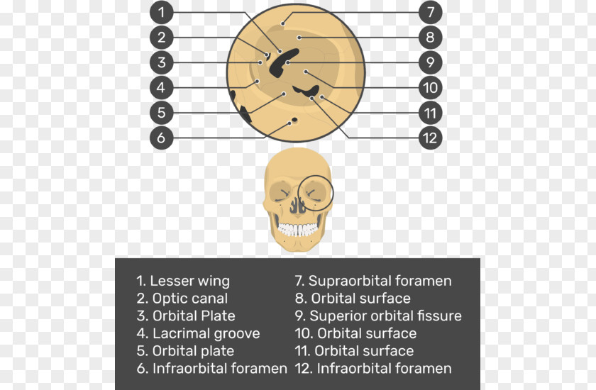 Skull Bone Facial Skeleton Orbit Maxilla PNG