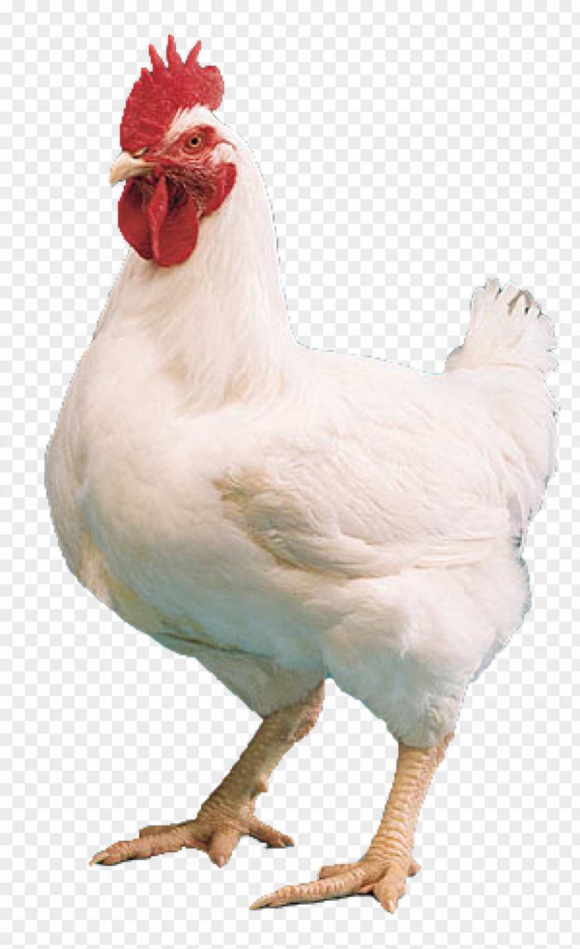 Chicken Cornish Kuroiler Broiler Tikka Masala Mandi PNG