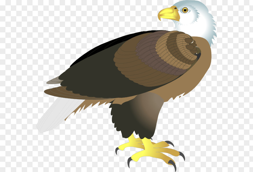 Eagle Clipart Bald Clip Art PNG