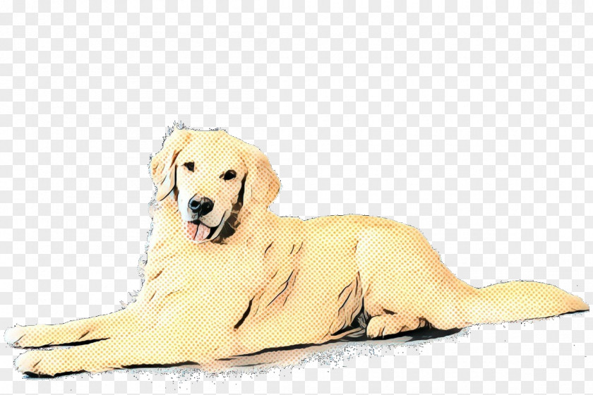 Fawn Sporting Group Golden Retriever Background PNG