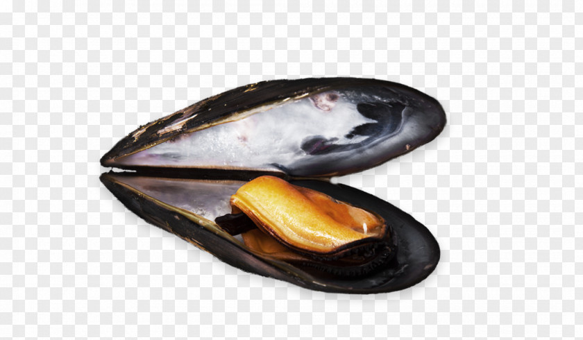 Fish Blue Mussel Clam Moules-frites PNG