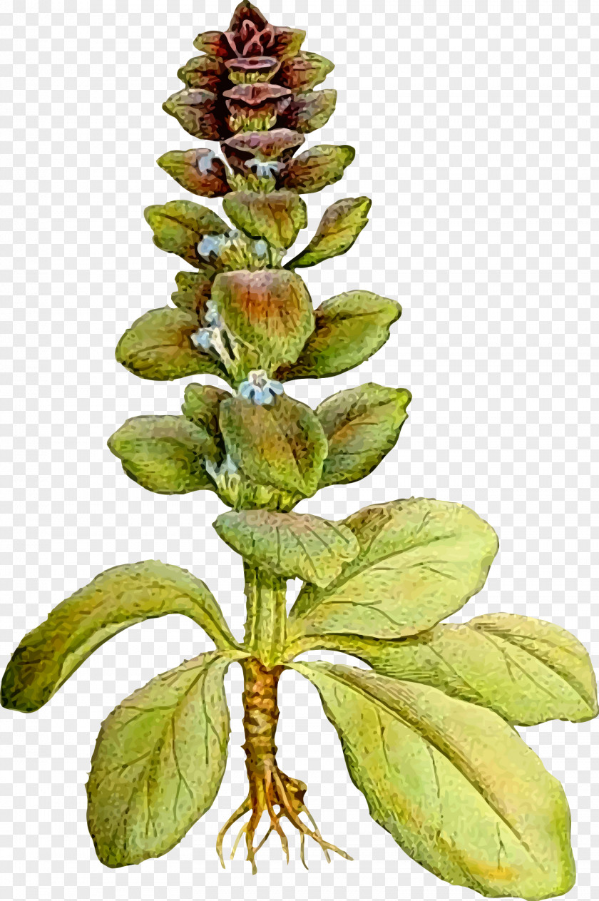 Pyramid Ajuga Pyramidalis Reptans Genevensis Nordens Flora Plant PNG