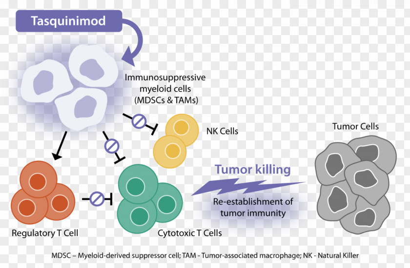 Tasquinimod Cancer Neoplasm Flow Diagram Active Biotech PNG