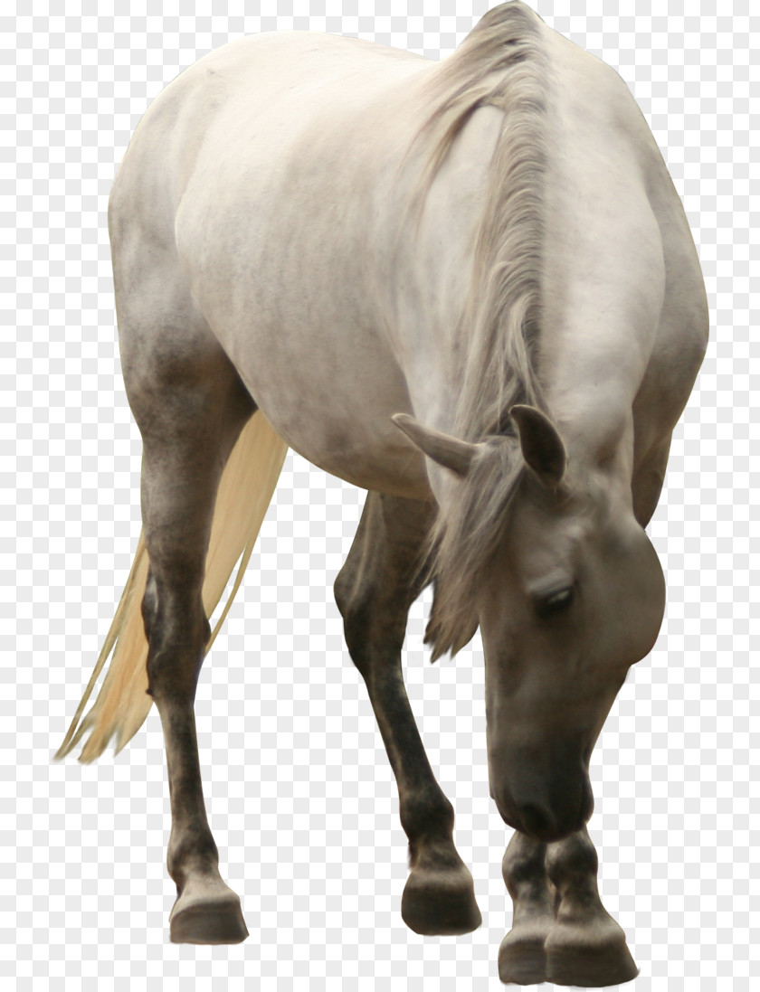 Bow The Big White Horse Clip Art PNG