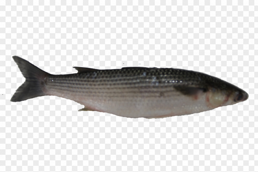 Fish Milkfish Mullet Oily Salmon PNG