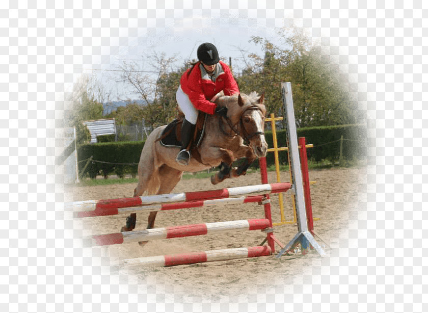 Horse Show Jumping Hunt Seat Equitation Eventing PNG